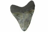 Fossil Megalodon Tooth - South Carolina #164974-2